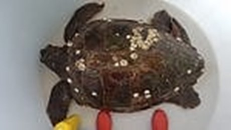 Caretta caretta bloccata dalla plastica: il recupero nello Stretto di Messina