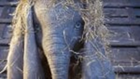 Dumbo, l'elefantino torna a volare nel live action diretto da Tim Burton